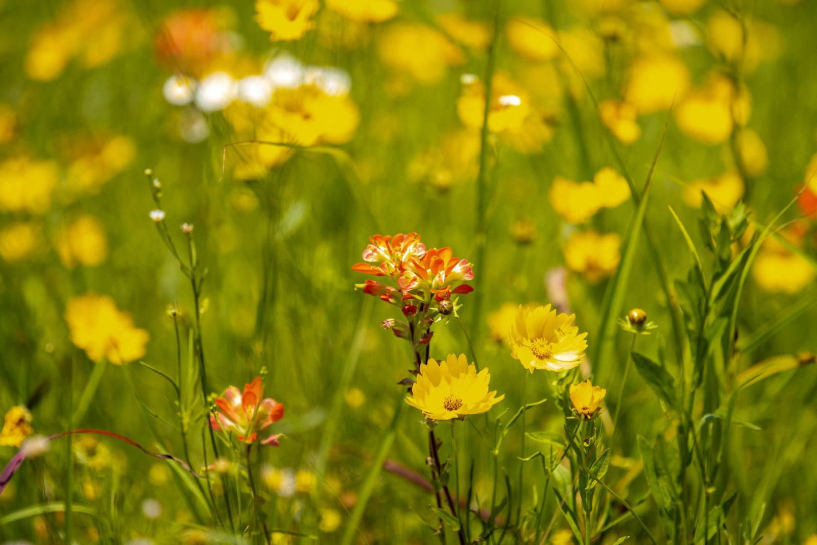 Ambiente limpo e flores